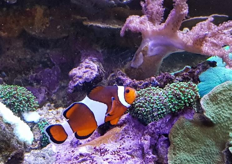 SEA LIFE Blankenberge